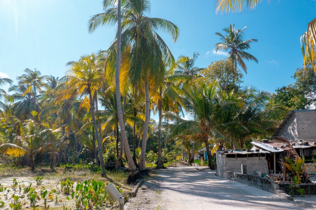 Sandy island road between coconut palms and cultivated taro and yam fields